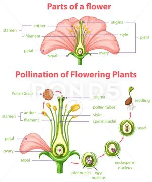 Diagram of pollination of flowering plants ~ Clip Art #170824675