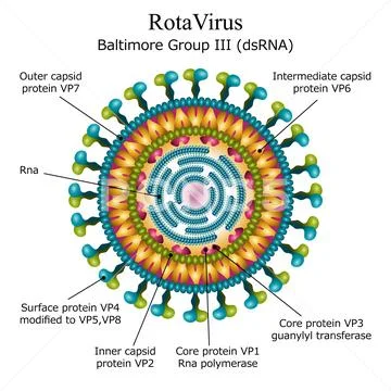 Diagram of Rota virus particle structure ~ Clip Art #83595807