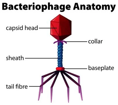 Diagram showing bacteriophage anatomy Stock Illustration