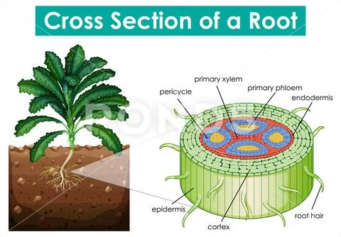 Diagram showing cross section of a root: Royalty Free #171956534