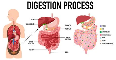 Diagram showing digestion process Stock Illustration
