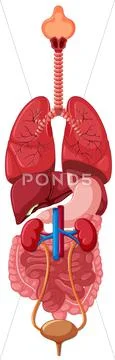 Diagram showing human organs Stock Illustration 66371144 Biology Diagrams