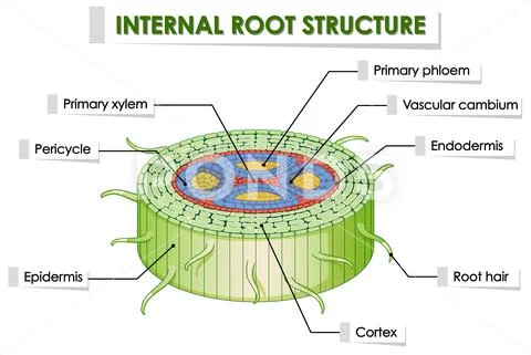 Diagram showing internal root structure: Royalty Free #122034110