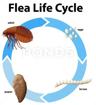 Diagram showing life cycle of flea ~ Clip Art #118216351