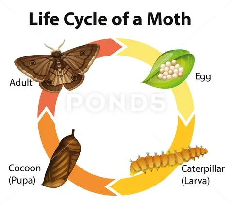 Diagram showing life cycle of moth Illustration #121775148