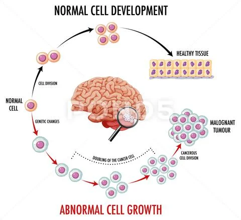 Diagram showing normal cell development: Royalty Free #176847798