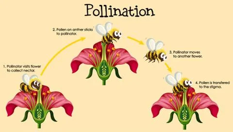 Diagram showing pollination with bee and flowers Stock Illustration
