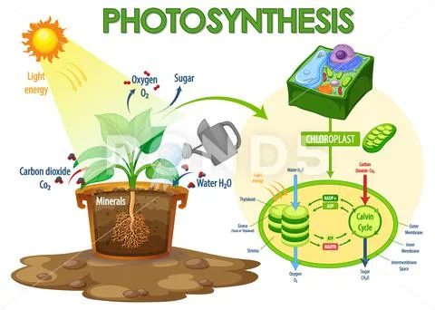 Diagram showing process of photosynthesis in plant ~ Clip Art #163337863