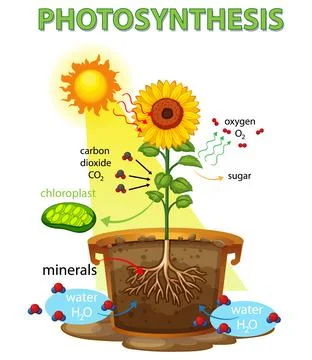 Diagram showing process of photosynthesis in sunflower Stock Illustration