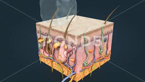 Diagram of skin anatomy with cutaneous sensory receptors.: Royalty Free ...