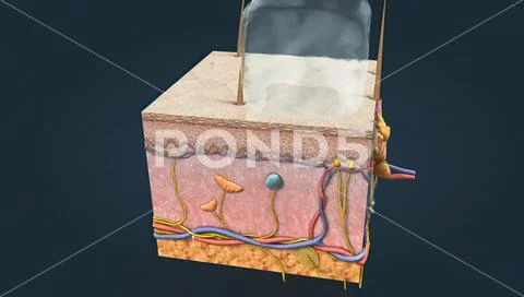 Diagram of skin anatomy with cutaneous sensory receptors.: Royalty Free ...