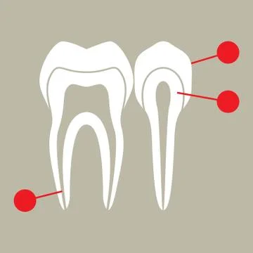 Diagram of teeth Stock Illustration