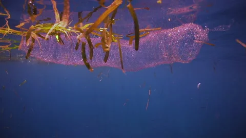 Diamond-back squid egg mass Stock Footage 132600383