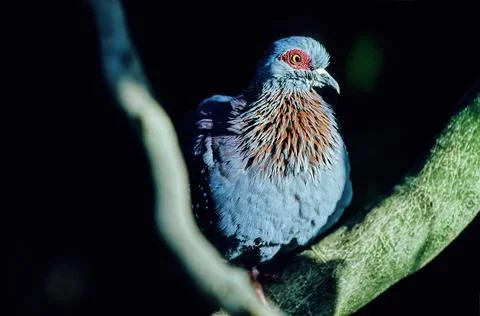 Diamond dove Stock Photos