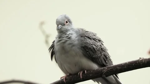 Diamond Dove sitting on a tree branch Stock Footage 325096237