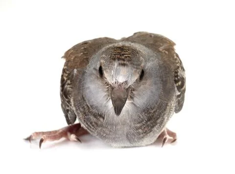 Diamond dove in studio Stock Photos