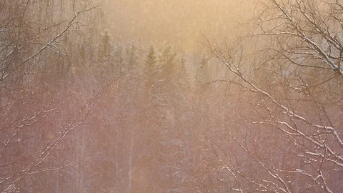 Diamond dust falling on a forest at sunset Stock Footage 87507185