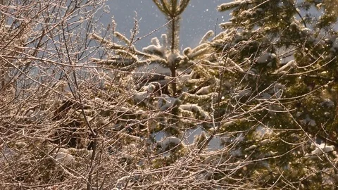 Diamond dust falling on snowy trees Stock Footage 87507458