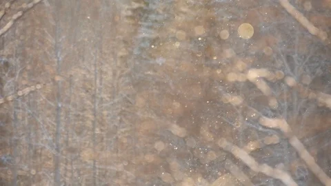 Diamond dust is shimmering between snow covered twigs Stock Footage 87506911