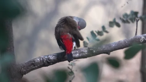 Diamond firetail on a branch Stock Footage 265527029