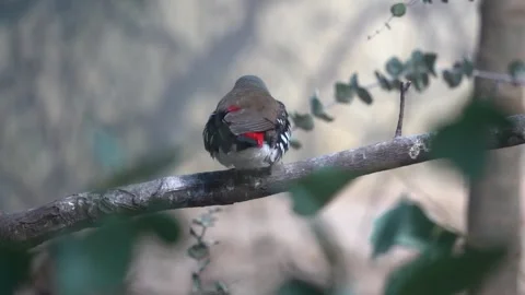 Diamond Firetail on a branch Stock Footage 265527031