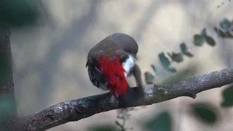 Diamond firetail on a branch Stock Footage 265527915