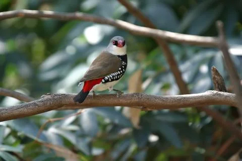 Diamond firetail Stock Photos