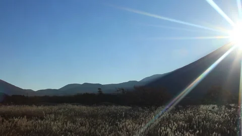 Diamond Fuji and Pampas Grass Morning Vídeo Stock 330293003