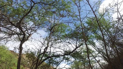 Diamond Head Trail Stock Footage 97425862