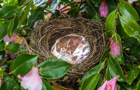 Diamond Nest Stock Photos