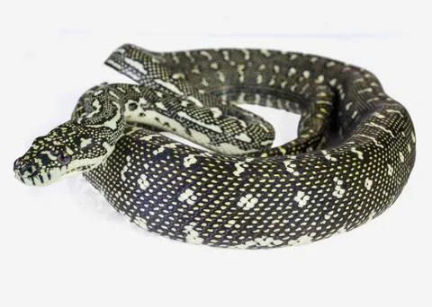 A diamond python, coiled on a white background. Photos