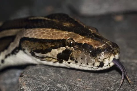  Diamond Python Morelia spilota Diamond Python Morelia spilota head detail... Photos