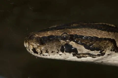  Diamond Python Morelia spilota Diamond Python Morelia spilota head detail... Photos