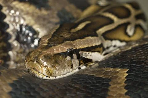 Diamond python Morelia spilota head close-up Stock Photos