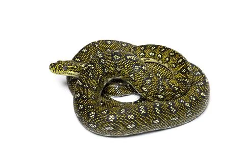 Diamond python, Morelia spilota spilota, isolated on white Stock Photos