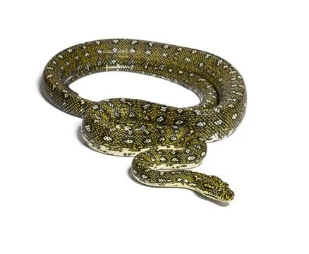 Diamond python, Morelia spilota spilota, isolated on white 写真素材