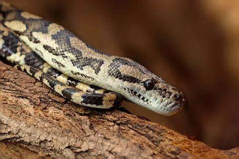 Diamond python Stockfoto's