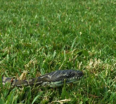 Diamond python slithering through the grass in a backyard of Australia Photos
