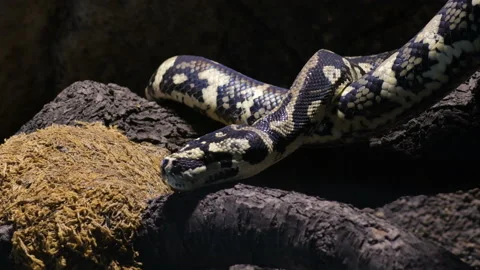 Diamond python snake creeping in a terrarium - Morelia spilota 库存影片 130864489