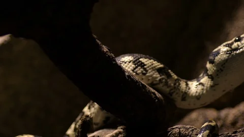 Diamond python snake moving - Morelia spilota 스톡 동영상 123834483