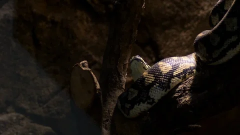 Diamond python snake moving in a terrarium - Morelia spilota Stock Footage 123834082