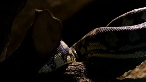 Diamond python snake scales body crawling in a terrarium - Morelia spilota 库存影片 123834177