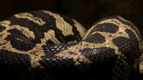 Diamond python snake scales body passing in close up - Morelia spilota Video stock 123834529