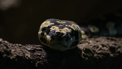 Diamond python snake in a terrarium looking to camera - Morelia spilota Vidéo 130863932