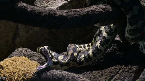 Diamond python snake yawning in a terrarium - Morelia spilota Stock Footage 130864498