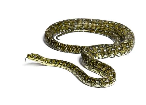 Diamond python sniffing tongue out, Morelia spilota spilota, isolated on whit Photos