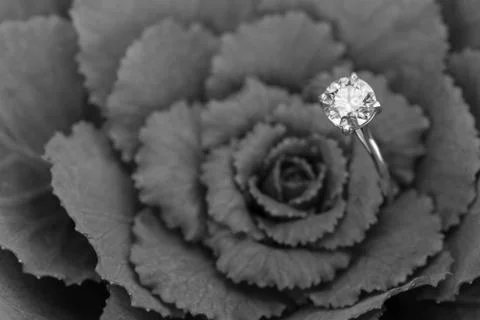 Diamond Ring Stock Photos