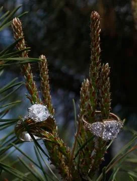 Diamond rings on a pine tree Stock Photos
