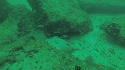 Diamond stingray (Dasyatis brevis) Stock Footage 59139097