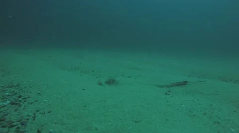 Diamond stingray (Dasyatis brevis) Stock Footage 59148279